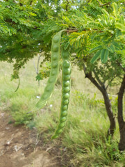 the gum arabic tree with seed pots hanging from it
