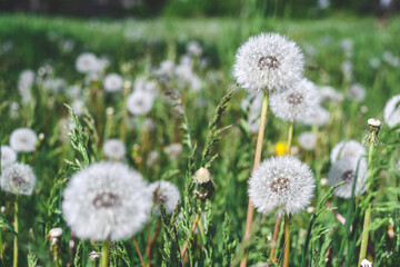 Close-up, a lot of dandelions on a green field with grass.