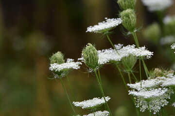 Ammi Visnaga or wild dill 12