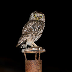 Athene noctua. Little owl