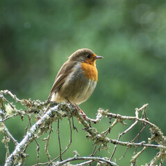 Erithacus rubecula. European robin