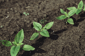 A close-up of a sprout of sunflower sprouts lit by the afternoon sun on fertile black soil. Concept agro culture.