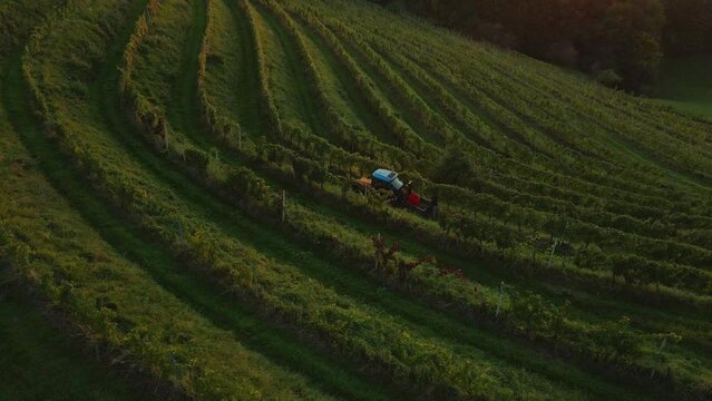 Tractor driving amongs vineyard. In the autumn there is a time to pick up grapes and collect them.