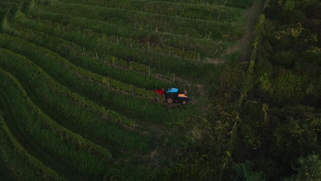 Tractor driving amongs vineyards in the Slovenian countryside.