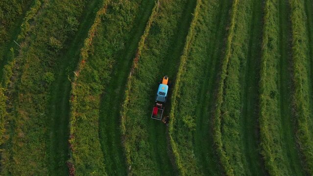 Tractor driving amongs vineyard. In the autumn there is a time to pick up grapes and collect them. Nowdays it's done manually that workers handpick grape and then they load it on tractor.