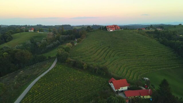 Tractor driving amongs vineyard. In the autumn there is a time to pick up grapes and collect them.