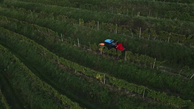Tractor driving amongs vineyard. In the autumn there is a time to pick up grapes and collect them.