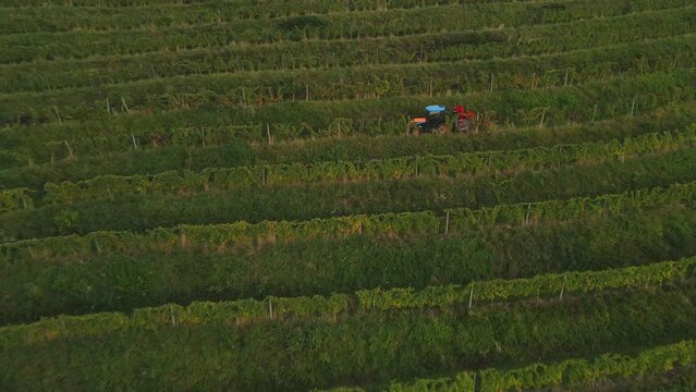 Tractor driving amongs vineyard. In the autumn there is a time to pick up grapes and collect them.