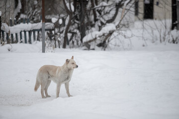 Sad homeless dog wandering in street during lonely cold winter morning.
