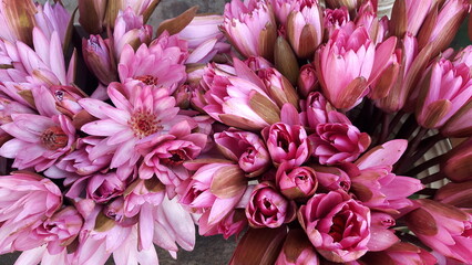 close up of pink lotus flower