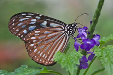 Papillon Ideopsis similis noir et bleu se nourrissant du nectar de fleurs bleues à Taïwan