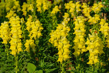Antirrhinum majus dragon flower also known as Snap Dragons and Tagetes patula is blooming in the...