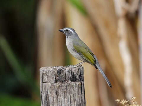 Green-winged Saltator- Saltator similis &ndash; Trinca-ferro