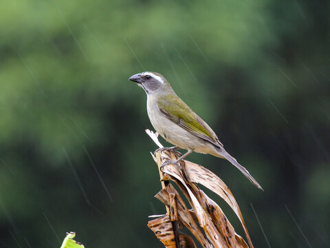 Green-winged Saltator- Saltator similis – Trinca-ferro