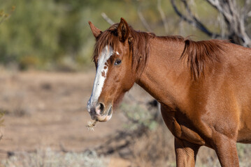 Naklejka na ściany i meble Wild Horse in the Arizona Desert