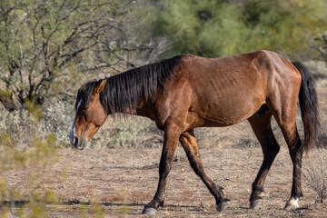 Obraz na płótnie Canvas Wild Horse in the Arizona Desert