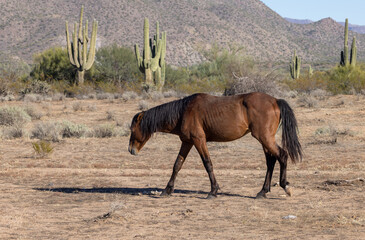 Wild Horse in the Arizona Desert