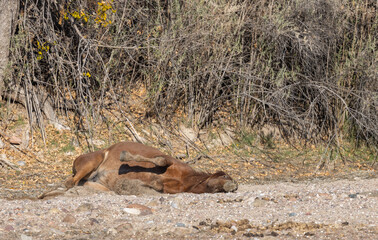 Wild Horse in the Arizona Desert