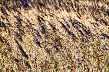 Reed in National Park Vejlerne walking paths in North West Denmark