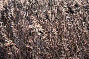 Reed in National Park Vejlerne walking paths in North West Denmark