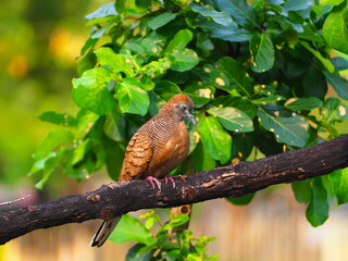 bird on a branch