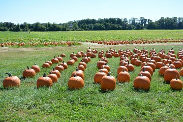 Fototapeta premium field of pumpkins
