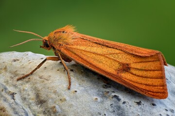moth on the ground