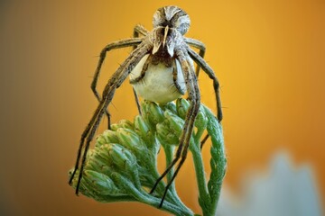 a spider is sitting on a plant