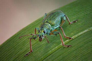 the beetle is sitting on a plant