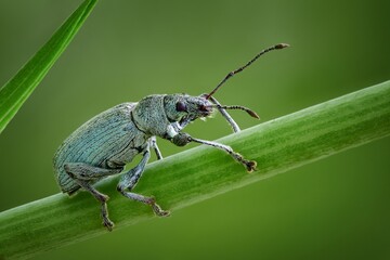 the beetle is sitting on a plant