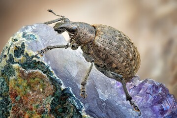 the beetle is sitting on a plant