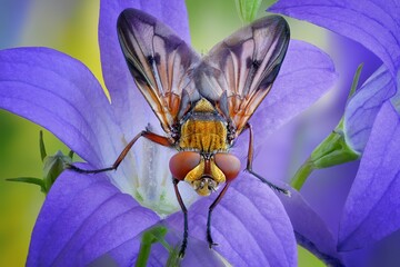 a fly is sitting on a plant