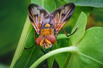 a fly is sitting on a plant