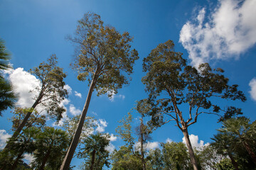 Clouds in the forest