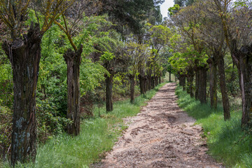 Sendero del cementerio en Sigüenza en la provincia de Guadalajara, España