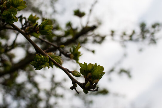 Baum