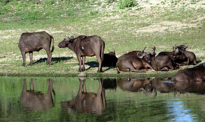 Fototapeta na wymiar Cape Buffalo or African buffalo (Syncerus caffer caffer) resting by a lake : (pix SShukla)