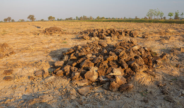 cow dung