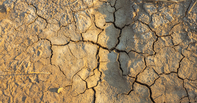 saline soil