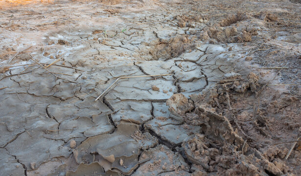 saline soil