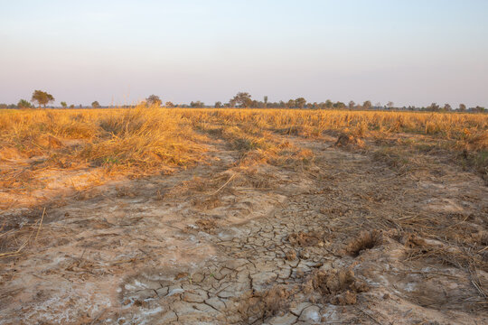 saline soil