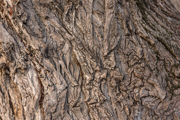 Carved texture of tree bark. The bark of a tree with cracks. wood texture, natural tree bark....