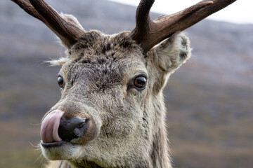 Rothirsch in den  Highlands von Schottiland