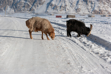 Goats looking for food in a snowy road, Tashkurgan County, Xinjiang, China