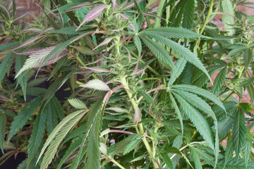 Marijuana or hemp plant, cannabis