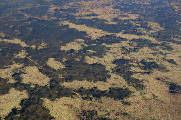 Close up of water ferns in pond