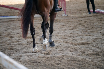 horse legs