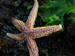 Colorful starfish in tidal pool