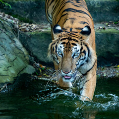 Tiger walking into the pond