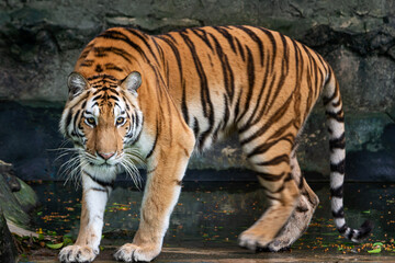 Fototapeta na wymiar The tiger looked at me, his eyes look scary.